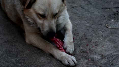 Hund-Frisst-Rohe-Blutige-Knochen