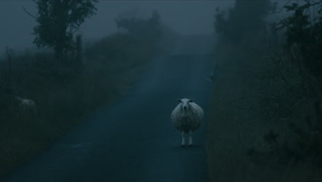 Schafe-Stehen-Auf-Einer-Landstraße-Im-Nebel