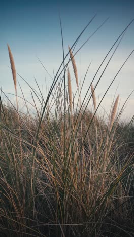 Vertikale-Ansicht-Von-Schilf-Blume-Bewegt-Durch-Den-Wind-An-Einem-Strand