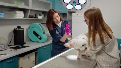 A-confident-brunette-veterinarian-girl-in-a-blue-uniform-examines-a-white-dog-together-with-its-owner-a-blonde-girl-during-an-examination-of-pets-in-a-veterinary-clinic