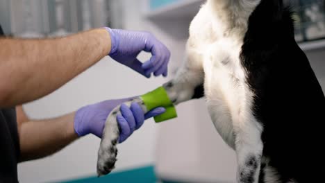 Close-up-of-confident-male-veterinarian-in-blue-rubber-gloves-wrapping-lamb-paw-of-white-and-black-dogs-in-pet-clinic