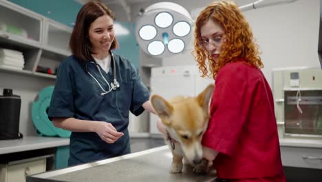 A-girl-with-red-hair-in-a-red-shirt-and-with-her-corgi-dog-came-to-a-brunette-female-veterinarian-in-a-blue-uniform-and-conducts-an-examination-of-her-dog-in-the-veterinarian-office