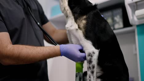 Close-up-of-a-confident-guy-veterinarian-in-a-black-uniform-and-blue-rubber-gloves-listening-to-a-dog-heartbeat-using-a-stethoscope-in-a-pet-clinic