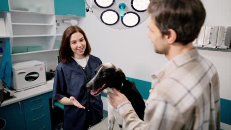 A-confident-girl-veterinarian-in-a-blue-uniform-communicates-with-a-guy-who-owns-a-black-and-white-dog-in-a-veterinary-clinic-during-an-appointment