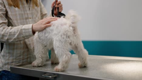 Close-up-of-a-blonde-girl-with-a-white-checkered-shirt-petting-her-white-dog-in-a-veterinary-clinic-after-an-examination