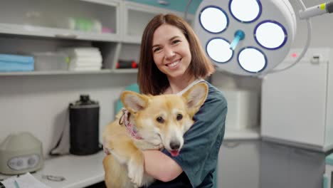 Portrait-of-a-happy-brunette-veterinarian-girl-holding-a-yellow-corgi-dog-in-her-arms-in-a-veterinary-clinic.-Confident-brunette-doctor-girl-with-corgi-dog-posing-in-veterinarian-office