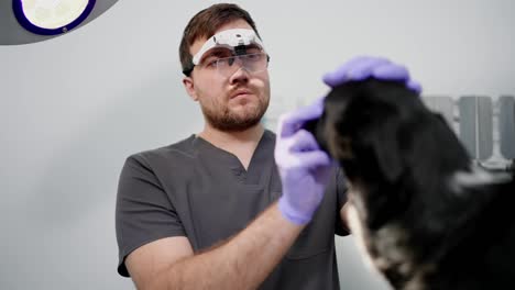 Selbstbewusster-Männlicher-Tierarzt-In-Spezialbrille-Untersucht-Während-Einer-Untersuchung-Die-Augen-Eines-Schwarzen-Hundes-In-Einer-Tierklinik