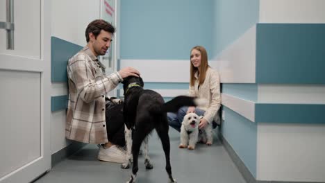 A-confident-brunette-guy-in-a-checkered-shirt-talks-to-a-blonde-girl-near-them-their-dogs-are-black-and-a-small-white-one-in-a-veterinary-clinic