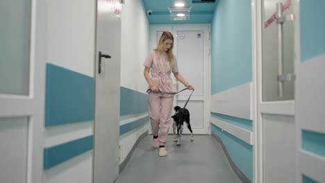 Selbstbewusstes-Blondes-Mädchen-In-Einem-Hellrosa-Hund-Und-In-Blau-Durch-Den-Flur-Einer-Tierklinik.-Selbstbewusstes-Mädchen-Begleitet-Einen-Schwarzen-Hund-Zu-Seinem-Besitzer-In-Einer-Tierklinik