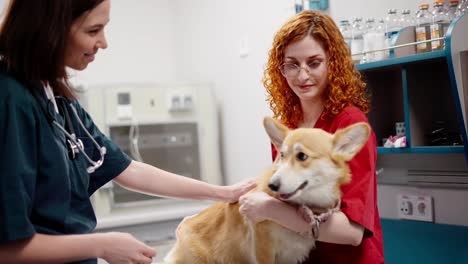 A-yellow-white-corgi-dog-together-with-its-owner,-a-red-haired-girl-in-a-red-uniform-communicates-with-a-girl-veterinarian-in-a-pet-clinic