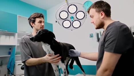 Guy-owner-of-a-black-and-white-dog-communicates-with-a-professional-veterinarian-during-an-examination-in-the-veterinarian-office-in-a-pet-clinic