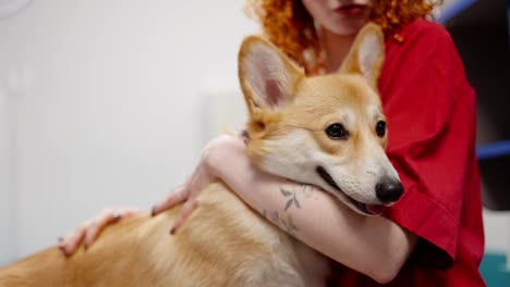 Close-up-of-Happy-owner-of-a-yellowish-white-corgi-dog-a-girl-with-red-curly-hair-strokes-her-dog-at-a-reception-in-a-veterinary-clinic