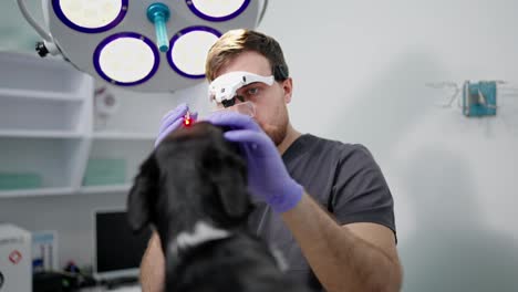 Un-Veterinario-Usa-Un-Puntero-Láser-Y-Gafas-Especiales-Para-Examinar-El-Ojo-De-Un-Perro-Negro-En-Una-Clínica-Veterinaria-Durante-Un-Examen-De-Rutina.