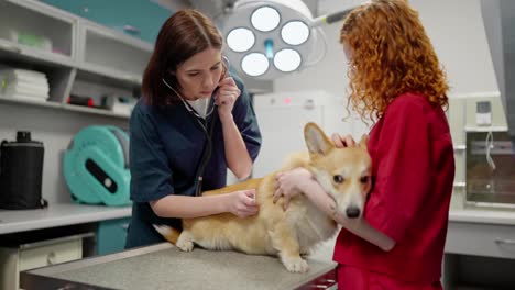 A-brunette-veterinarian-girl-listens-to-a-corgi-dog-using-a-stethoscope-with-her-owner-a-girl-in-a-red-shirt-in-the-veterinarian-office