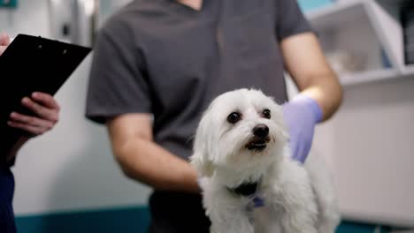 Close-up-portrait-of-a-white-dog-at-an-appointment-in-a-veterinary-clinic-with-a-professional-veterinarian-doctor-who-holds-it-with-his-hands-in-rubber-gloves