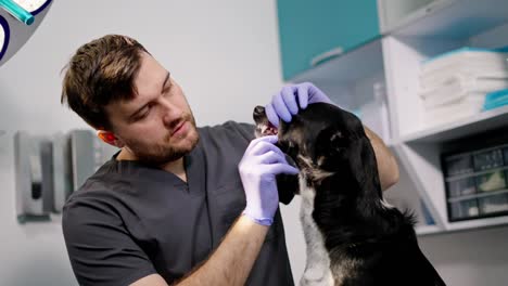 Confident-guy-from-a-veterinarian-examines-the-jaw-of-a-black-dog-at-a-veterinarian-office.-Black-and-white-dog-at-the-veterinarian-appointment-and-examination