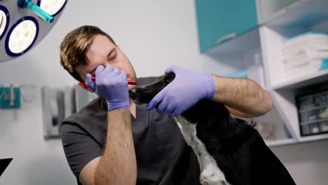 Confident-guy-veterinarian-in-rubber-gloves-examines-the-eyes-of-a-black-and-white-dog-in-the-veterinarian-office-in-a-pet-clinic