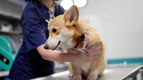 Primer-Plano-De-Un-Perro-Corgi-Blanco-Amarillento-De-Pie-Sobre-Una-Mesa-En-Un-Consultorio-Veterinario-Bajo-La-Supervisión-De-Una-Niña-Morena-Con-Un-Uniforme-Veterinario-Azul-En-Una-Clínica-De-Mascotas