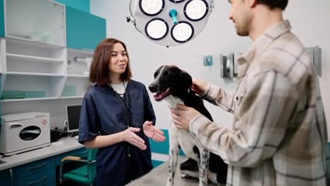 Confident-guy-veterinarian-in-a-plaid-shirt-together-with-his-black-and-white-dog-communicates-with-a-brunette-girl-veterinarian-in-a-blue-uniform-in-a-pet-clinic