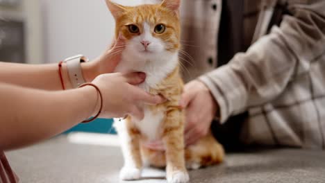 Close-up-portrait-of-a-red-and-white-cat-veterinarian-and-her-owner-guy-in-a-plaid-shirt-at-a-veterinarian-appointment-in-a-pet-clinic