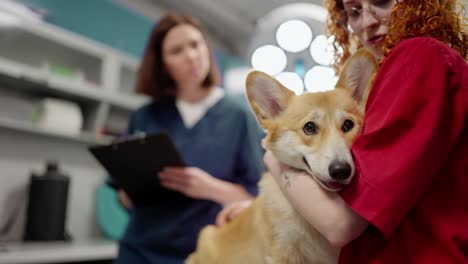 Close-up-of-a-girl-with-red-hair-in-a-red-t-shirt-petting-her-yellow-corgi-dog-in-the-veterinarian-office