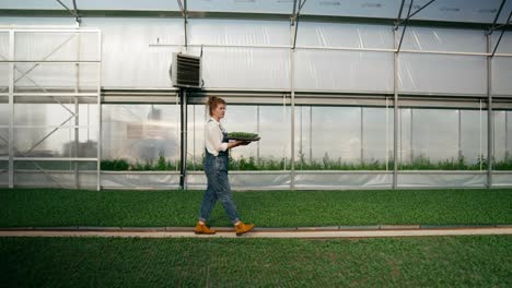 Selbstbewusste-Frau-Mit-Roten-Haaren-Bäuerin-Trägt-Setzlinge-In-Den-Händen-Und-Inspiziert-Die-Sprossen-In-Einem-Gewächshaus-Auf-Der-Farm