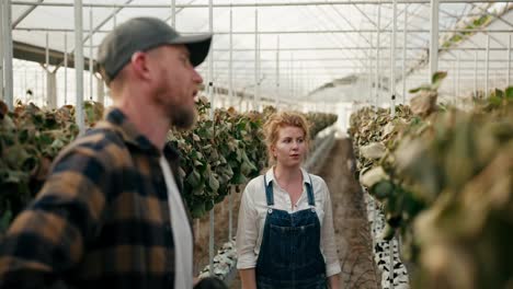 Confused-and-disappointed-woman-with-red-hair-Farmer-having-a-discussion-with-her-colleague-about-the-failed-harvest-of-wilted-and-dry-strawberries-in-a-greenhouse-on-the-farm