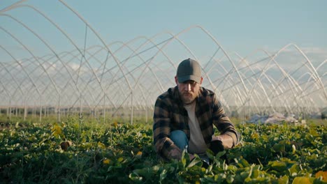 Side-view-of-a-happy-guy-Farmer-in-a-cap-works-in-the-field-and-sorts-out-the-plants-that-grow-on-the-farm