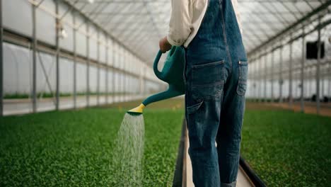 Rear-close-up-view-of-girl-Farmer-holding-blue-watering-can-in-hands-and-watering-young-plant-sprouts-in-greenhouse-on-farm