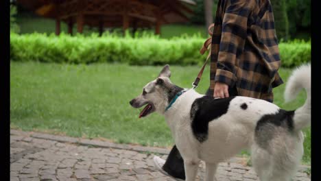 Close-up-view-of-a-white-dog-with-black-spots-walking-with-its-owner-girlfriend-in-the-park-during-the-day