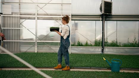 Side-view-of-a-happy-girl-Farmer-with-red-hair-giving-a-blonde-guy-with-a-beard-an-example-of-seedlings-from-a-greenhouse-during-his-work-on-the-farm