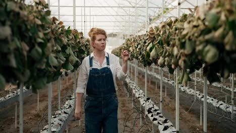 Verwirrt-Und-Traurig-Bäuerin-Mit-Roten-Haaren-Geht-Durch-Das-Gewächshaus-Und-Untersucht-Die-Verwelkten-Und-Trockenen-Erdbeersträucher-Auf-Der-Farm