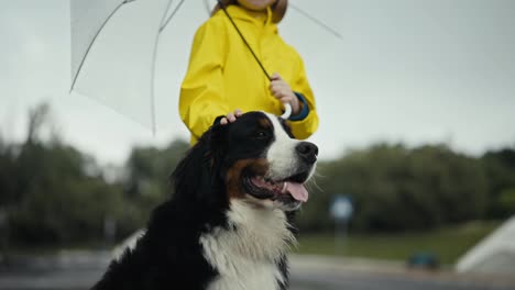 Close-up-shot-of-a-teenage-girl-in-a-yellow-jacket-stroking-the-head-of-her-large-purebred-black-and-white-dog-and-holding-an-umbrella-after-the-rain-in-the-park