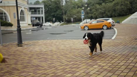 A-happy-black-dog-carries-a-ball-to-its-owner-a-teenage-girl-in-a-yellow-jacket-while-walking-and-playing-in-the-park-after-the-rain