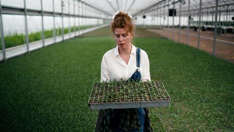 Focused-woman-Farmer-with-red-curly-hair-walks-along-seedlings-in-greenhouse-and-carries-young-plant-sprouts-on-farm