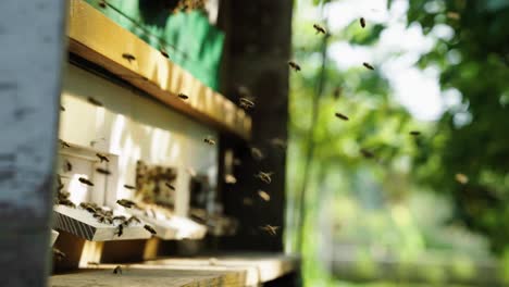 Las-Abejas-Vuelan-Hacia-Un-Colmenar-A-Través-De-Un-Huerto-En-Cámara-Lenta