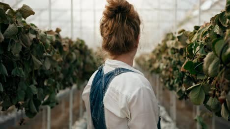 A-sad-girl-farmer-with-red-hair-in-a-white-shirt-examines-wilted-strawberries-in-a-greenhouse-on-the-farm-and-takes-her-head