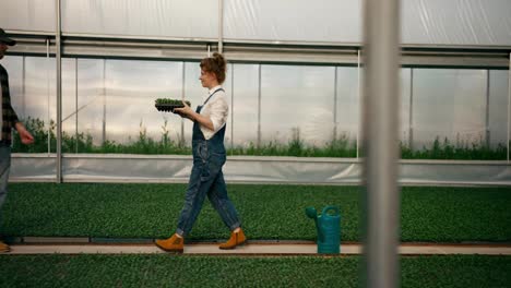 Happy-woman-farmer-with-red-hair-gives-a-guy-with-a-beard-in-a-cap-an-example-of-seedlings-from-a-greenhouse-during-his-work-on-the-farm