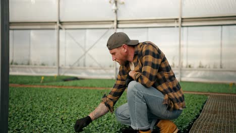 Confident-guy-Farmer-in-a-cap-in-a-plaid-shirt-sorts-through-sprouts-and-removes-unnecessary-parts-from-plants-in-a-greenhouse-on-a-farm