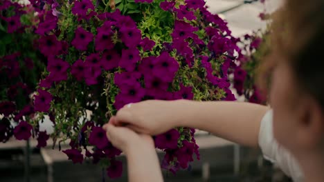 Close-up-over-the-shoulder-of-a-confident-farmer-girl-with-red-curly-hair-sorting-and-inspecting-purple-flowers-on-a-hanging-bed-in-a-greenhouse-on-the-farm