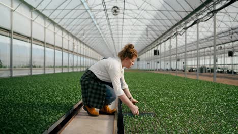 A-woman-with-red-hair-in-a-white-shirt-puts-sprouts-in-the-right-place-in-a-greenhouse-while-caring-and-growing-plants-on-a-farm