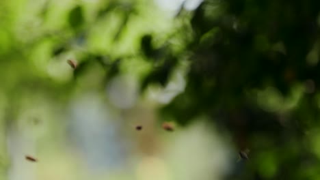 Las-Abejas-Vuelan-Hacia-Un-Colmenar-A-Través-De-Un-Huerto-En-Cámara-Lenta