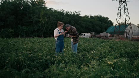 Una-Chica-Campesina-Segura-De-Sí-Misma-Con-Un-Mono-De-Mezclilla-Y-Un-Chico-Con-Barba-Que-Intenta-Cosechar-Tomates-Mientras-Están-Parados-Entre-Las-Plantas-En-El-Campo-De-La-Granja