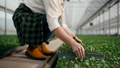 Close-up-of-a-woman-Farmer-in-a-white-shirt-putting-sprouts-in-the-right-place-in-a-greenhouse-while-caring-and-growing-plants-on-the-farm