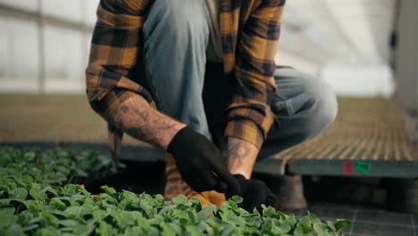 Close-up-of-a-confident-guy-Farmer-takes-his-hands-an-example-of-seedlings-and-examines-a-young-plant-in-a-greenhouse-on-a-farm