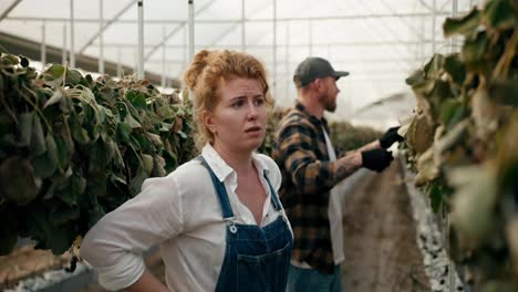 Frustrated-and-angry-woman-with-red-hair-Farmer-inspecting-dry-strawberry-bushes-and-disappointed-in-greenhouse-on-farm