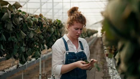 Sad-woman-Farmer-with-red-hair-inspects-wilted-strawberries-in-a-greenhouse-on-a-large-farm