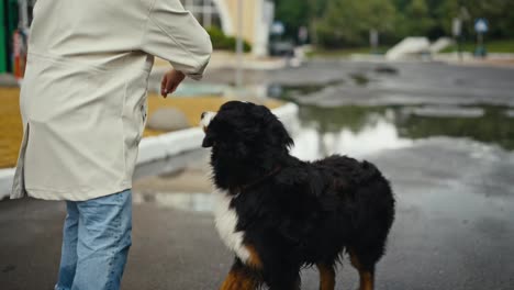 Nahaufnahme:-Eine-Frau-In-Einer-Weißen-Jacke-Trainiert-Ihren-Schwarz-weißen-Hund-Und-Füttert-Ihn-Mit-Leckereien,-Während-Sie-Nach-Dem-Regen-Im-Park-Spazieren-Geht