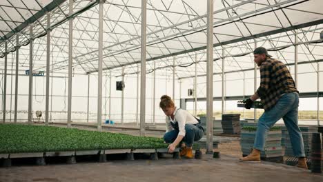 Side-view-of-a-confident-guy-delivering-seedlings-handing-boxes-with-young-plants-to-a-girl-to-a-farmer-who-installs-them-in-a-greenhouse