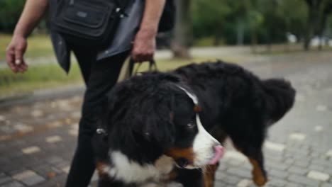 A-man-in-a-blue-jacket-walks-a-black-and-white-purebred-dog-on-the-street-after-the-rain